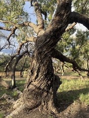 Eucalyptus largiflorens