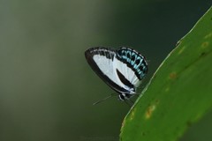 Nacaduba cyanea