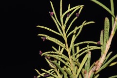 Melaleuca diosmatifolia