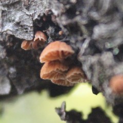 Phaeomarasmius rimulincola