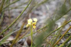 Diuris setacea