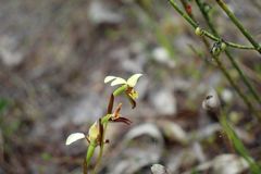 Diuris setacea