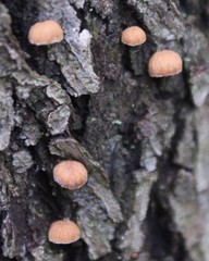 Phaeomarasmius rimulincola