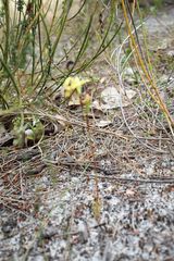 Diuris setacea