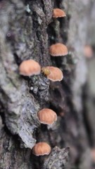 Phaeomarasmius rimulincola