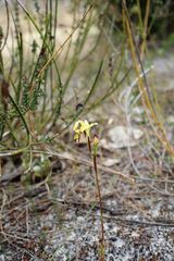 Diuris setacea