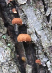 Phaeomarasmius rimulincola