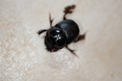 Onthophagus neostenocerus