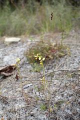 Diuris setacea