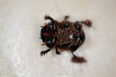 Onthophagus neostenocerus