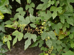 Ampelopsis glandulosa heterophylla