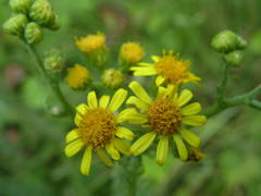 Senecio gallicus