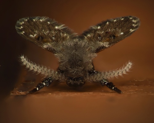 Bathroom Moth Fly, photo 4 of 10