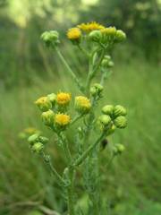 Senecio gallicus