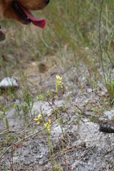 Diuris setacea