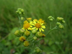Senecio gallicus