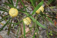 Isopogoninae