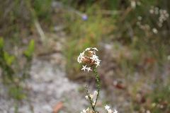 Lysinema