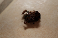 Onthophagus neostenocerus