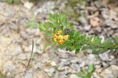 Gastrolobium bilobum