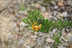 Gastrolobium bilobum