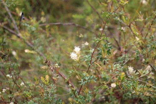 Image of Grevillea pulchella by (c) Em Lamond, some rights reserved (CC BY)