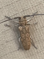 Prosopocera flavescens