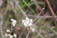 Platysace compressa