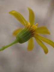 Senecio gallicus