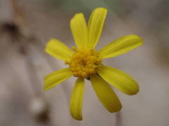 Senecio gallicus