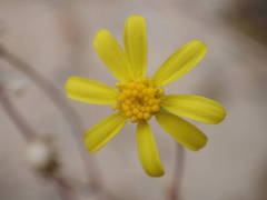 Senecio gallicus