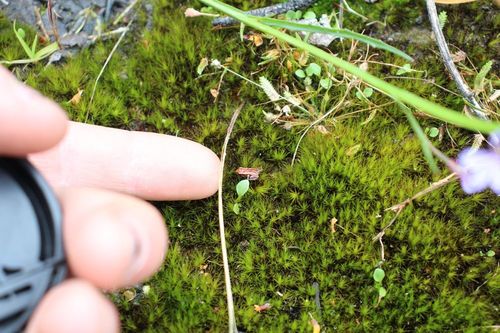Fletcher's Ground Froglet, Geocrinia leai