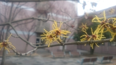 Hamamelis japonica