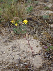 Senecio gallicus