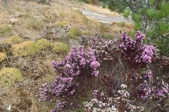 Verticordia plumosa