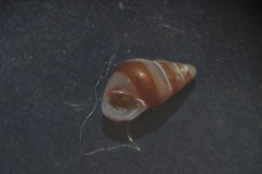 Barleeia unifasciata