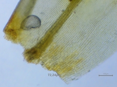 Schistidium crassipilum