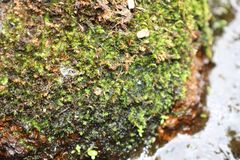 Racopilum cuspidigerum