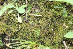 Racopilum cuspidigerum