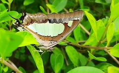 Polyura agraria