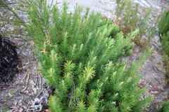 Podocarpus drouynianus