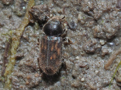 Heterocerus fusculus