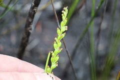 Microtis cupularis