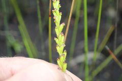 Microtis cupularis