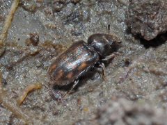 Heterocerus fusculus