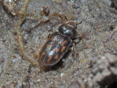 Heterocerus fusculus