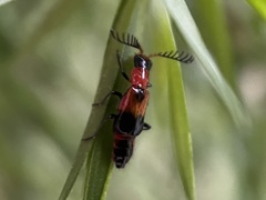 Balanophorus