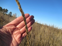 Leymus chinensis