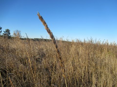 Leymus chinensis