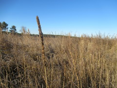Leymus chinensis